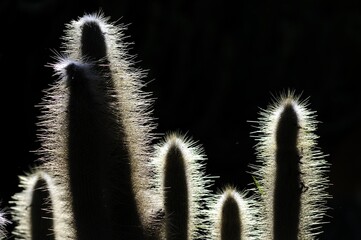 cactus on black