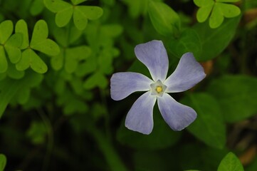 flower in the garden