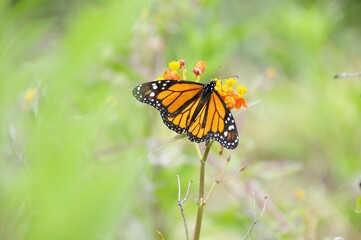 Fototapeta na wymiar butterfly monarch on a flower