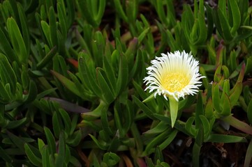 white flower