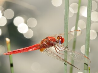 red dragonfly on a leaf