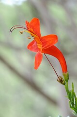 red and orange  lily flower