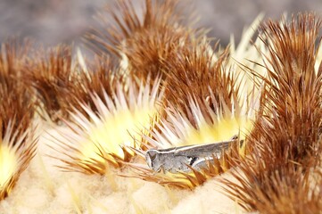 grasshopper on a cactus