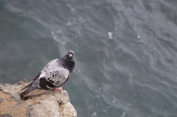 pigeon in water