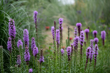 liatris spicata