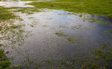 Large frozen puddles of water in the grass. The photo was taken on an early morning in the Dutch winter season.