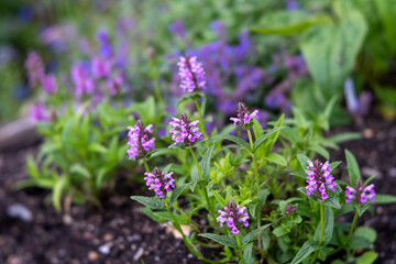 Fototapeta premium Nepeta nervosa 'Pink Cat'