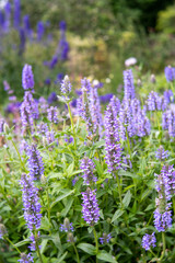 Obraz premium Nepeta nervosa 'Blue Moon'