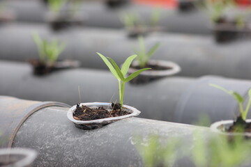 plant growing in a pot