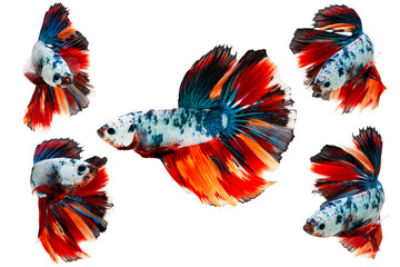 Macro closeup of set a multi colored siamese fighting fish with isolated on transparent background,...