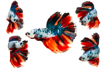 Macro closeup of set a multi colored siamese fighting fish with isolated on transparent background, PNG