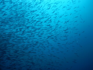 イワシ群れ
