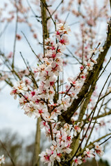 Almond tree in full bloom on the Southern Wine Route (Sudliche Weinstrasse) in Rhineland-Palatinate, Germany