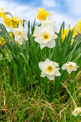 Beautiful white daffodils in the garden with a blue sky in the background