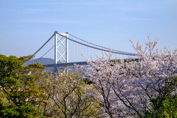 桜と関門橋