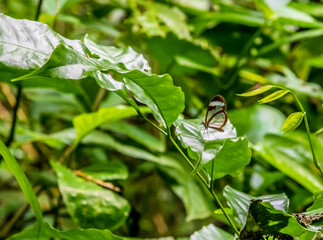 A Glasswing Butterfly in the jungle near Tortuguero in Costa Rica during the dry season