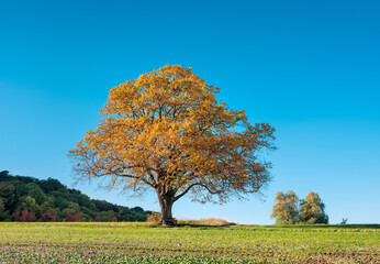 Fototapeta na wymiar Solitary Beech Tree with Orange Leaves under bright blue sky Autumn