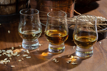 Small tasting glasses with aged Scotch whisky on old dark wooden vintage table with barley grains
