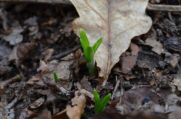 New Life Sprouting