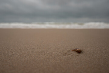 shell on the beach