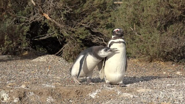 Magellanic Penguins (Spheniscus magellanicus) at the Punta Tombo coastline. Chick demands food from the parent. Chubut, Argentina