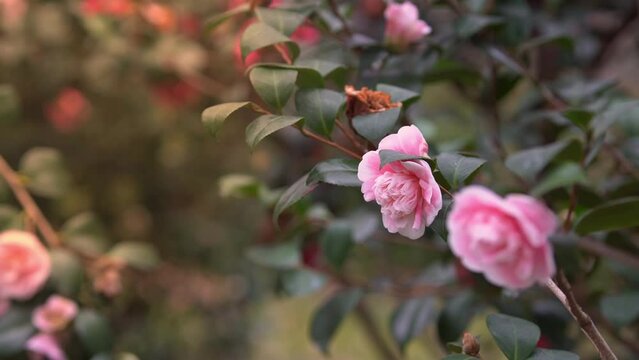 Japanese camellia flower blooming in garden. Pink camellia flower blooming. Flower in sunlights.