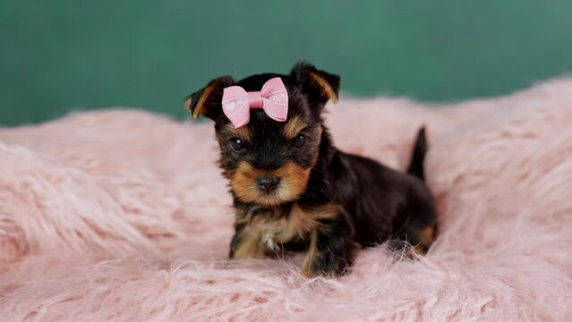 A cute Yorkshire Terrier Puppy Sitting on a Pink Fur Pillow. Fluffy, cute Yorkshire Terrier with pink bow on her head Looks at the Camera