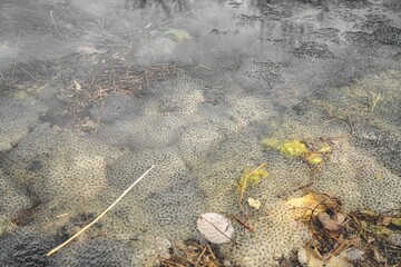 Frog eggs in the water, in a swampy area.