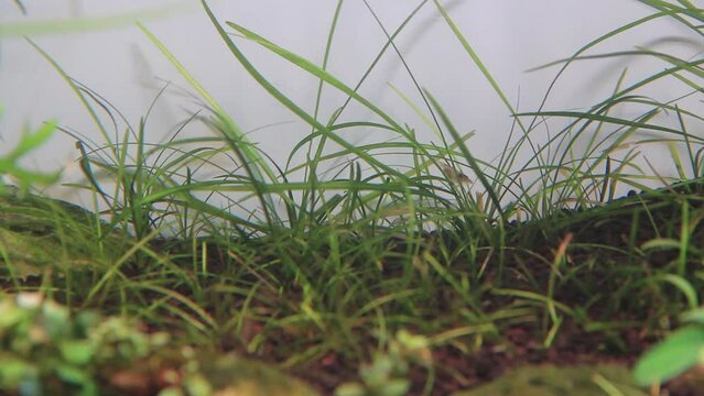 Echinodorus Tenellus green underwater grass plant. grass and water