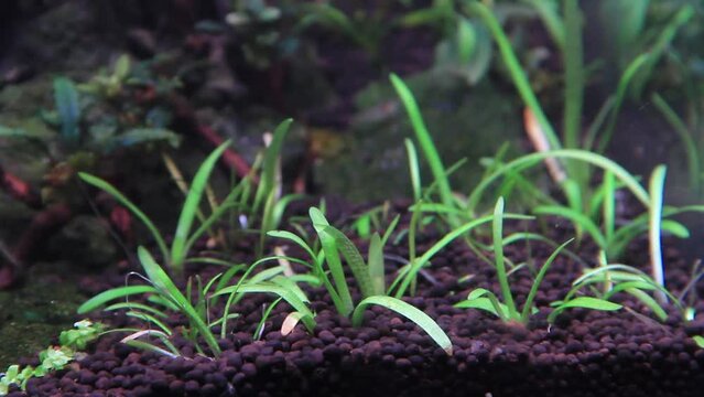 Underwater sagittaria subulata green grass blown by water current. grass in the ground