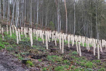 Fototapeta na wymiar Wiederbepflanzung des Waldes. Aufforstung.