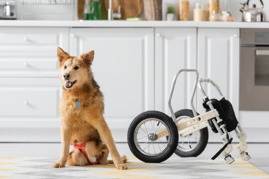 Disabled dog sitting on floor near wheelchair at home.