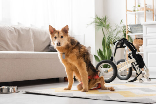 Disabled dog looking at camera while sitting on carpet near wheelchair at home.