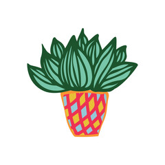 Cactus home plant succulent 