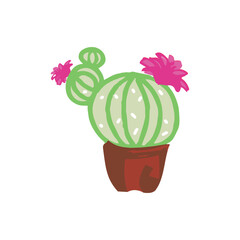 Cactus home plant