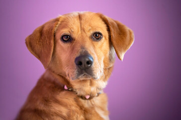 Portret psa na liliowym tle