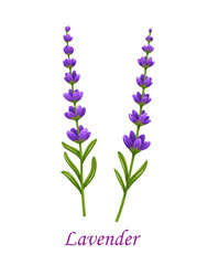 Lavender flower, isolated vector garden plant branch with violet blossoms and green leaves on stem. Cartoon lavandula aromatic herb for perfume and cosmetics, provence