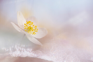 Fototapeta na wymiar Anemone nemorosa, one of the first and most beautiful spring bloomers. This is a double exposure.