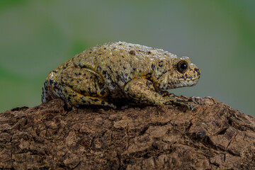 Kaloula baleata, the flower pot toad or sometimes the smooth-fingered narrow-mouthed frog, is a...