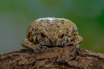 Kaloula baleata, the flower pot toad or sometimes the smooth-fingered narrow-mouthed frog, is a...