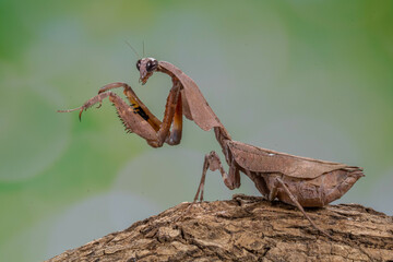 Dead leaf mantis is a common name given to various species of praying mantis that mimic dead leaves