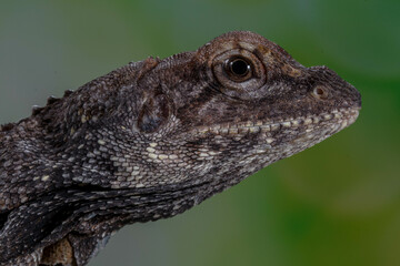 The frilled lizard (Chlamydosaurus kingii), also known as the frillneck lizard, frill-necked lizard or frilled dragon