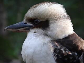 Kookaburra