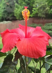 red hibiscus flower