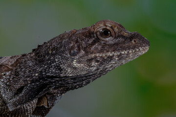 The frilled lizard (Chlamydosaurus kingii), also known as the frillneck lizard, frill-necked lizard or frilled dragon