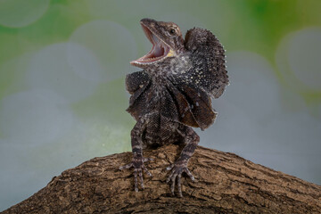 The frilled lizard (Chlamydosaurus kingii), also known as the frillneck lizard, frill-necked lizard...
