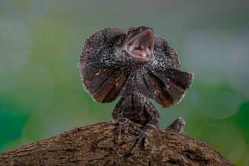 The frilled lizard (Chlamydosaurus kingii), also known as the frillneck lizard, frill-necked lizard...