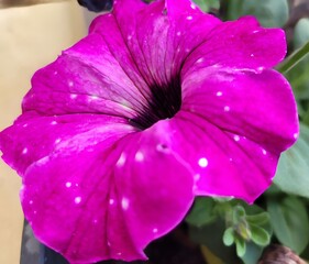 close up of a pink flower