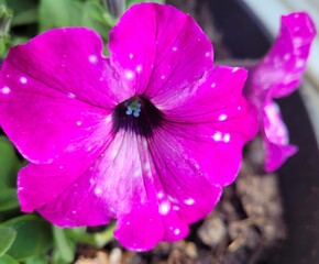 pink flower in the garden