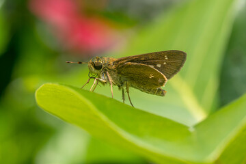 Skippers are a group of butterflies placed in the family Hesperiidae within the order Lepidoptera...